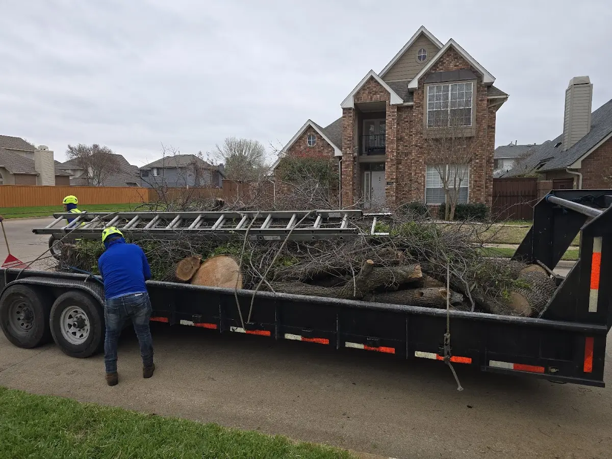 Expert Tree Removal with proper safety equipment in Argyle